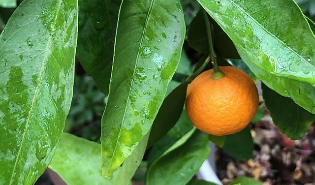 One ripe mandarin on a tree