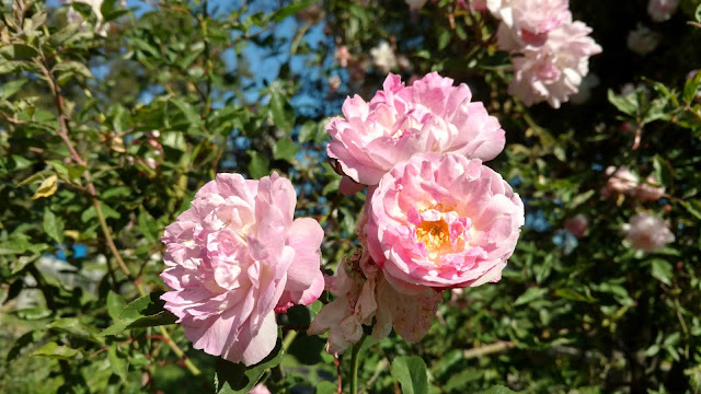 Pink roses on a large bush