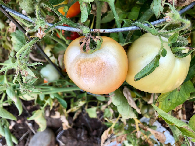 sunburned tomato on vine