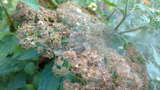 spider mite webbing on spirea