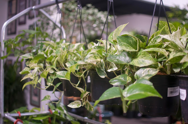 Indoor plants