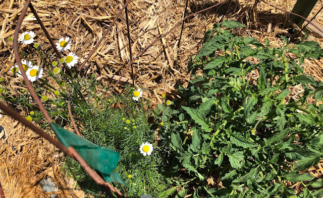 Tomato plant with straw mulch and chamomile