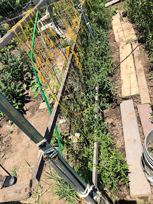 Tomato plants in a row with boards for walking along