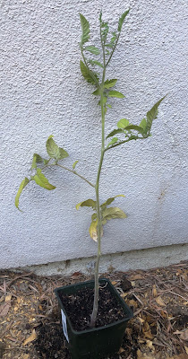 Sickly looking tomato plant