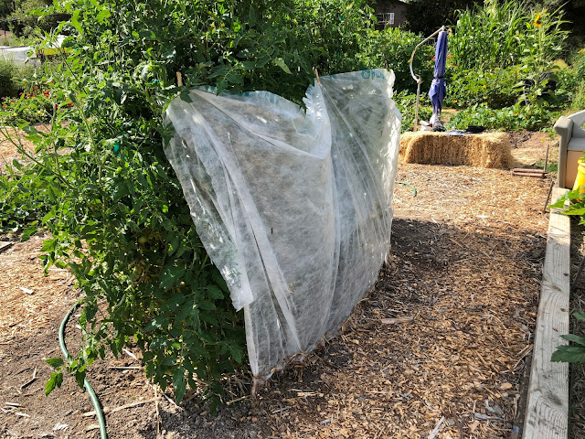 Shade cloth on tomato plants