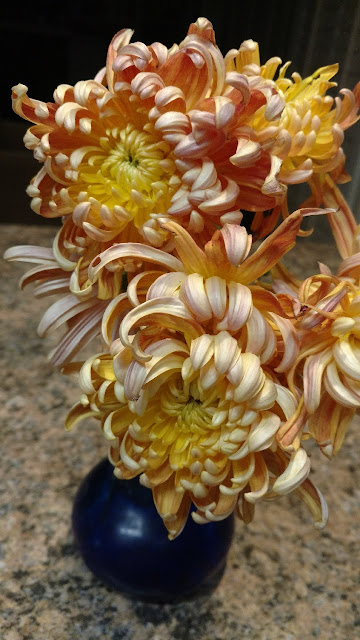 Gold chrysanthemum