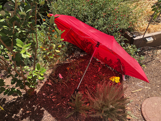 Red umbrella over plant