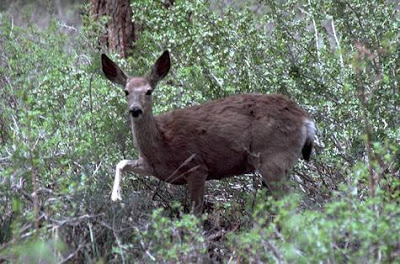 Mule deer