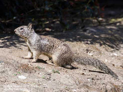 Grey ground squirrel