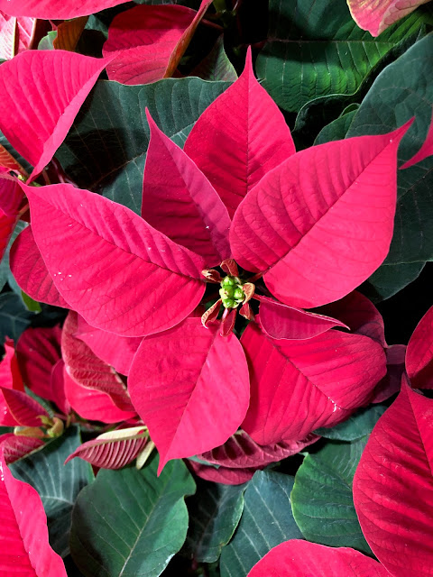 Red poinsettia