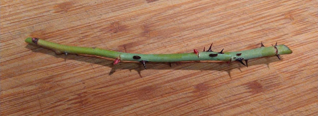 Rose cane on a table