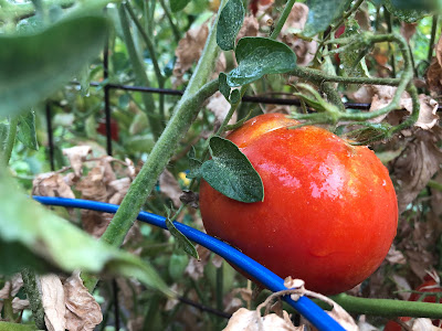 Wet tomato on vine with blue cage