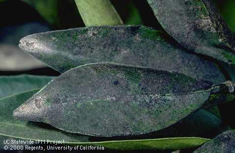 Sooty mold on leaves