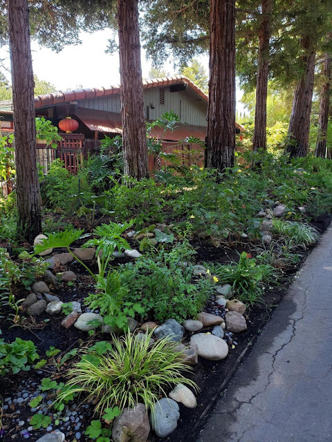 Plants and redwood trees in garden