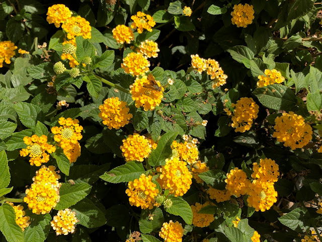 Gold lantana with butterfly