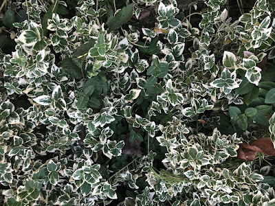 Green and white variegated shrub