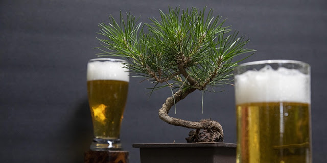 Bonsai tree and two glasses of beer