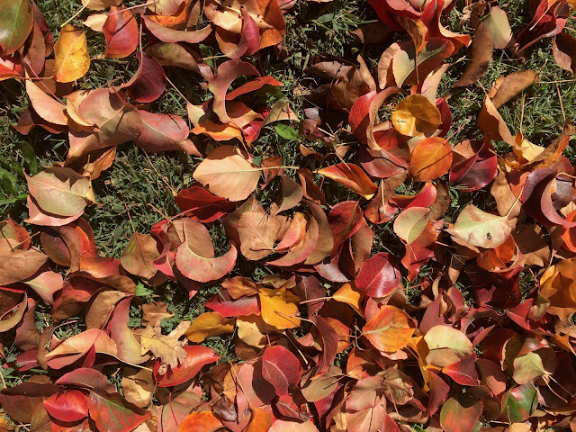 Colorful leaves on ground