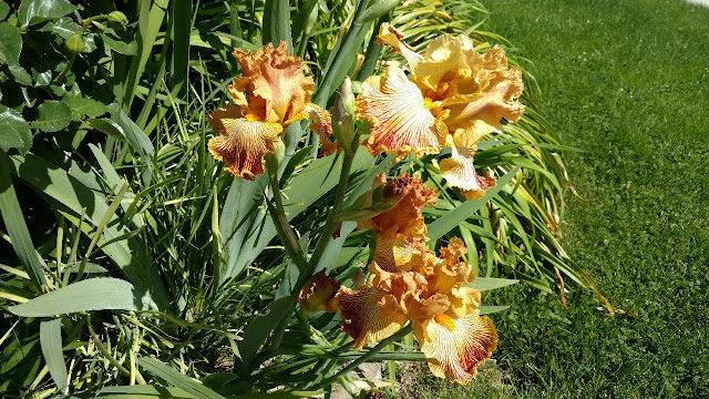 Bronze iris flower