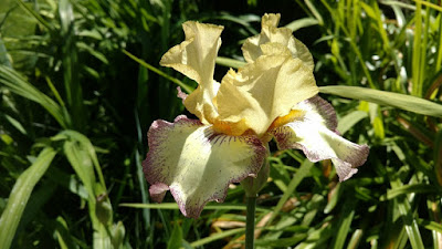 Pale yellow iris bloom
