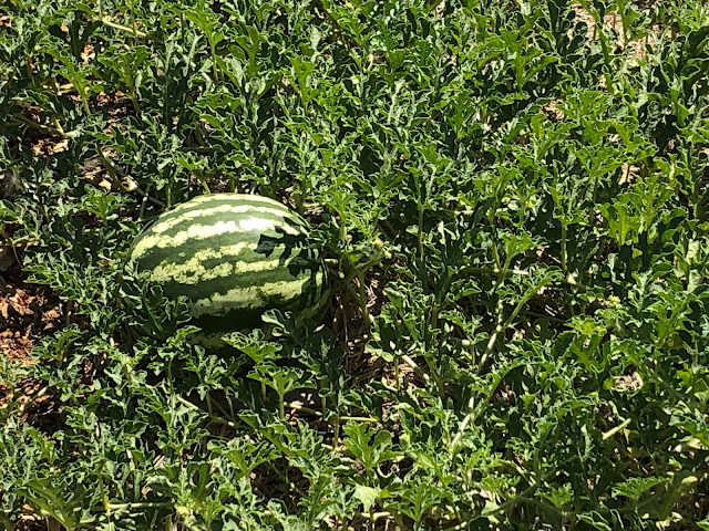 Watermelon in field