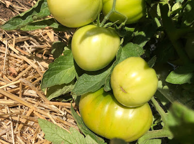 green tomatoes