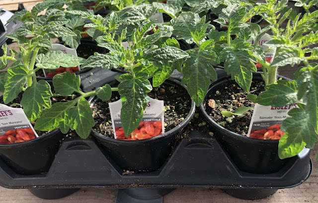 Tomato seedlings