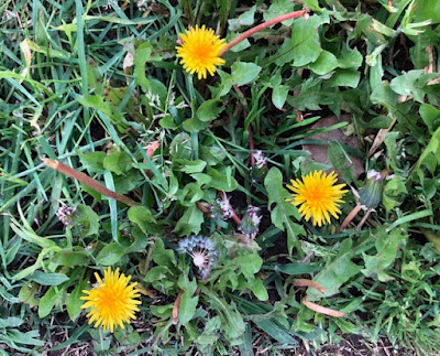 Three dandelion blossoms in lawn