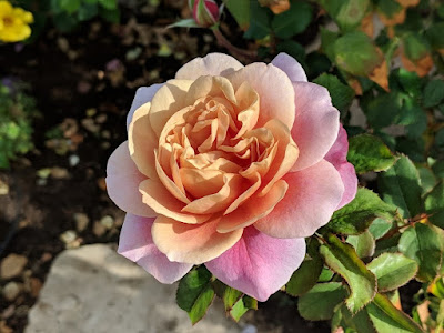 Apricot and lavender rose bloom