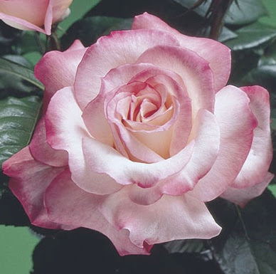 White and pink rose