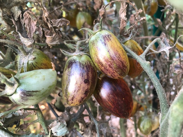 Multicolored oval tomatoes with mite damage