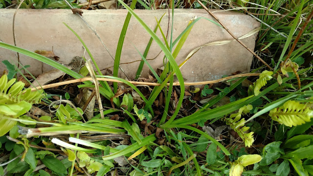 Nutsedge next to a sprinkler