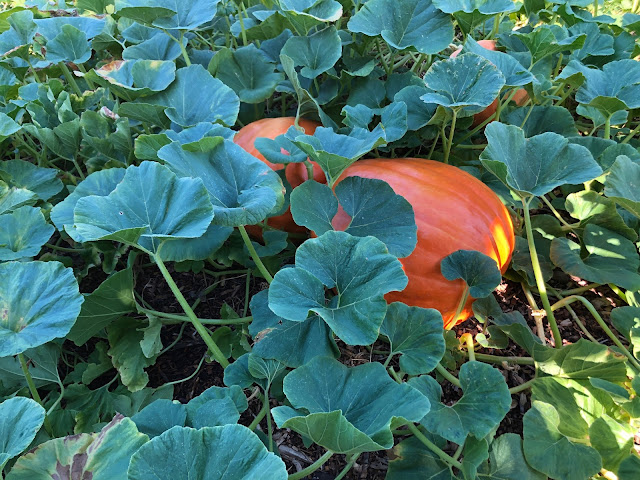 Pumpkin patch