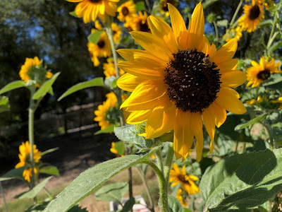 Sunflowers with bee