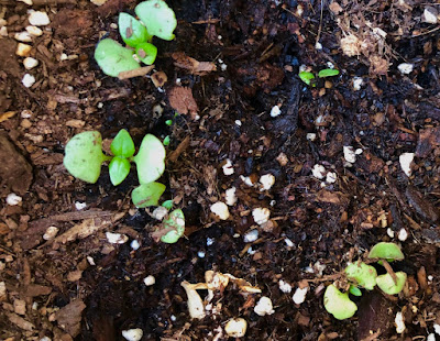 Basil sprouts on dark soil