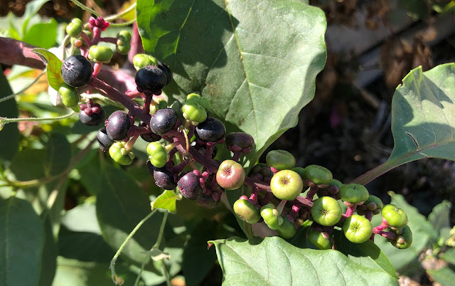 cluster of pokeweed berries