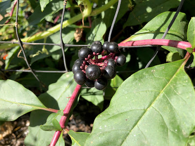 Cluster of ripe pokeweed berries