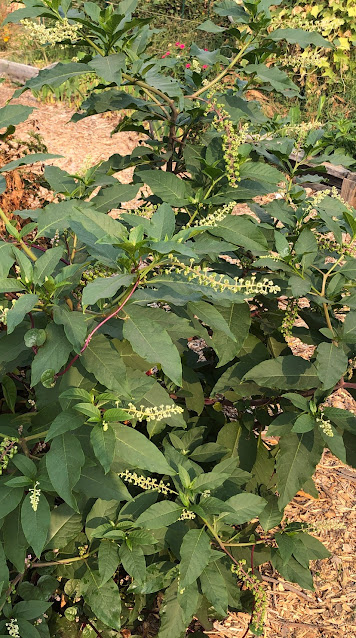 Pokeweed plant
