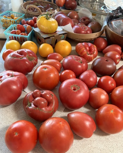 Colorful tomatoes on kitchen counter