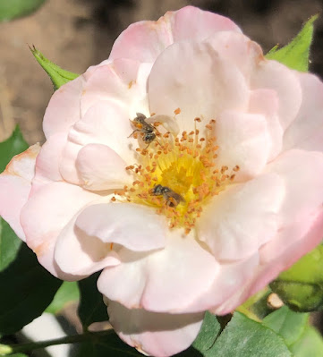 Sweat bees on rose