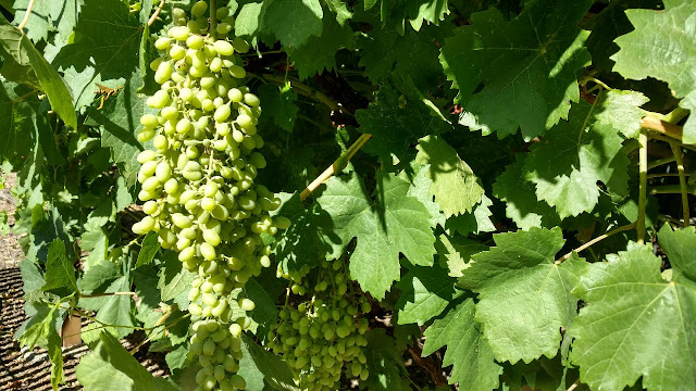 Bunch of grapes on vine in sun