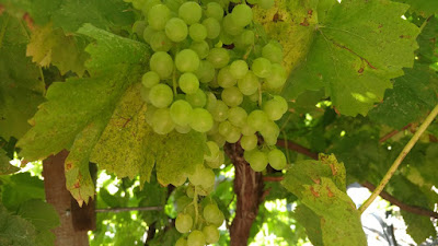 Grape bunch in shade on vine