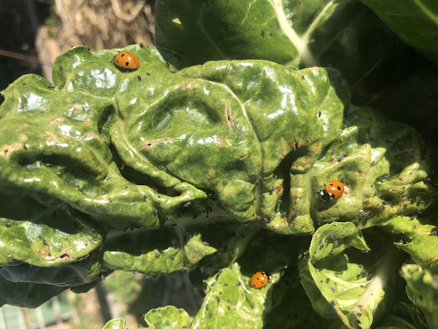 Lady beetles on chard