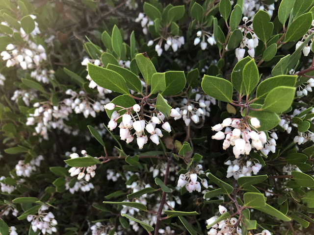 Manzanita with white flowers