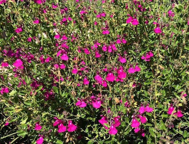 Hor pink-purple salvia blooms