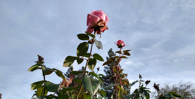 Pink Promise rose