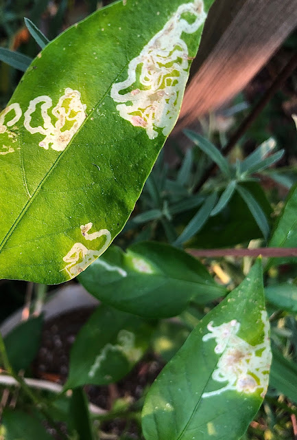 Leaves with leafminer damage