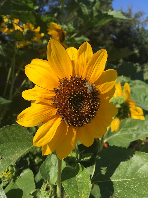 Sunflower blossom with bee