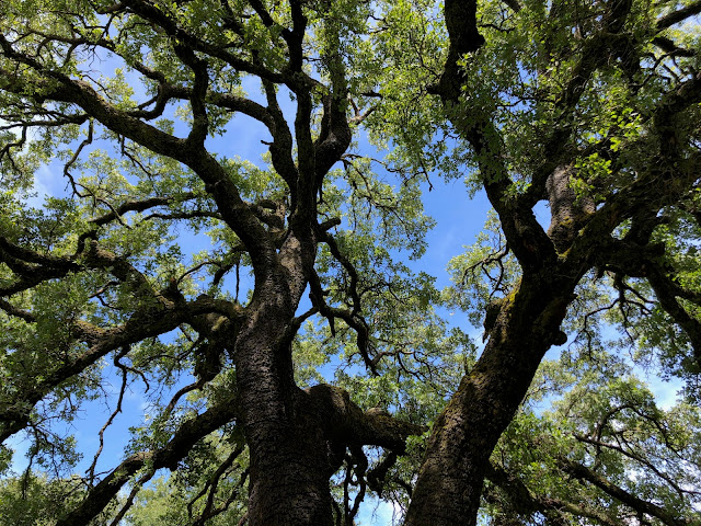 Oak tree canopy from below