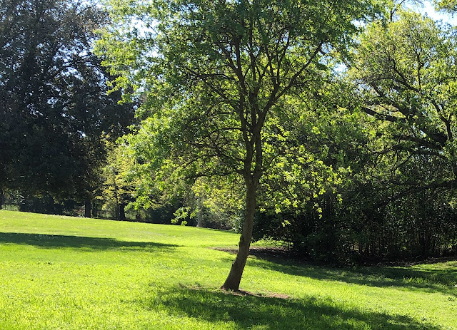 Trees at park